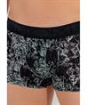 HOM Boxer Tigers