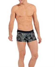 HOM Boxer Tigers