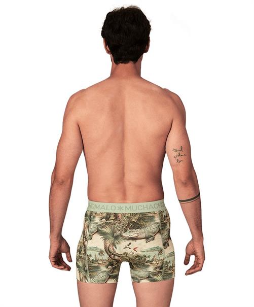 Muchachomalo Boxer Golden 12-Pack