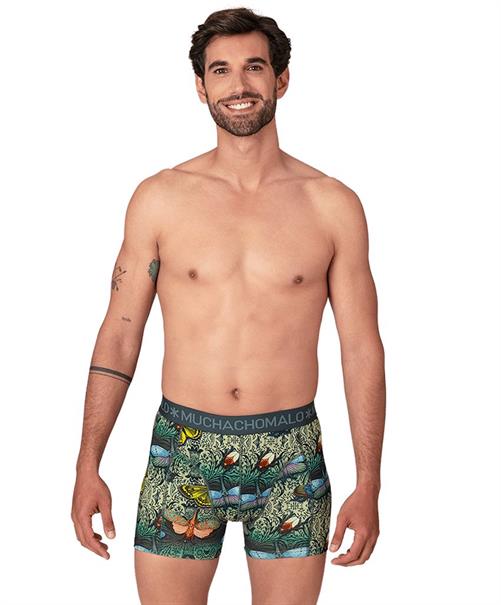 Muchachomalo Boxer Golden 12-Pack