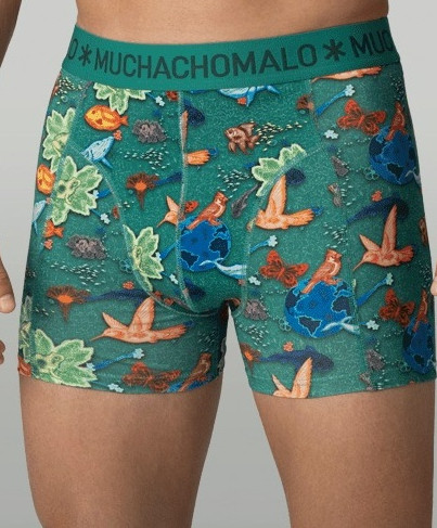 Muchachomalo Boxer Golden 12-Pack