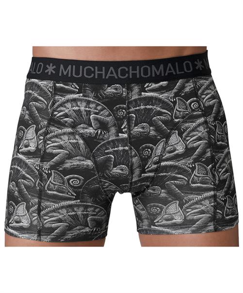 Muchachomalo Boxer Golden Special 12-Pack