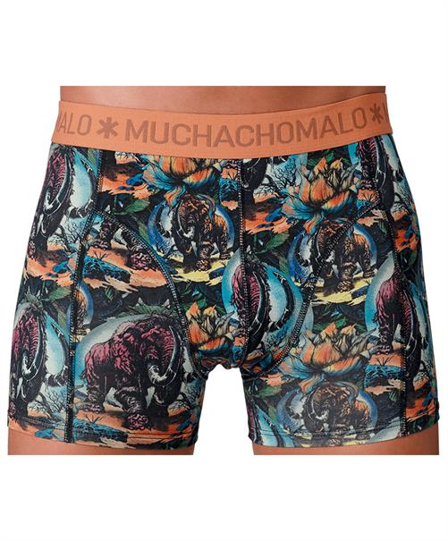 Muchachomalo Boxer Golden Special 12-Pack